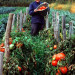 French-farmer-with-his-tomatoes_DM thumbnail