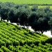 LUNDQUIST, Igrid - Opus One trees 72dpi IMG_3237 thumbnail