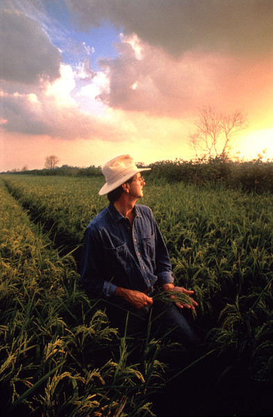 59man in rice field