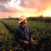 59man in rice field thumbnail