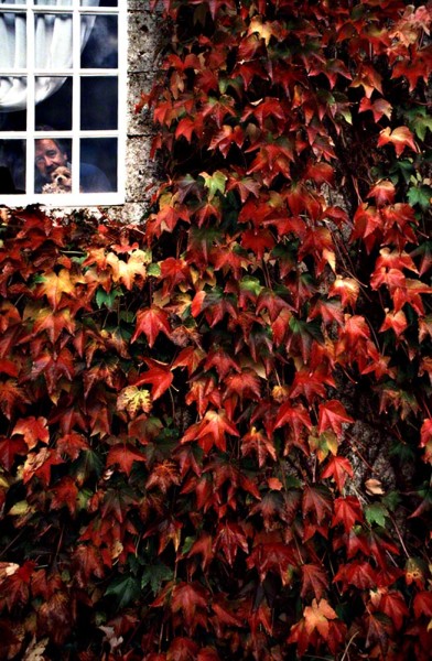 man-looking-out-window-surrounded-by-redleaves
