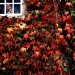 man-looking-out-window-surrounded-by-redleaves thumbnail