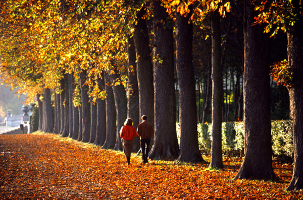 couple walking down tree line in France