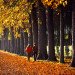 couple walking down tree line in France thumbnail