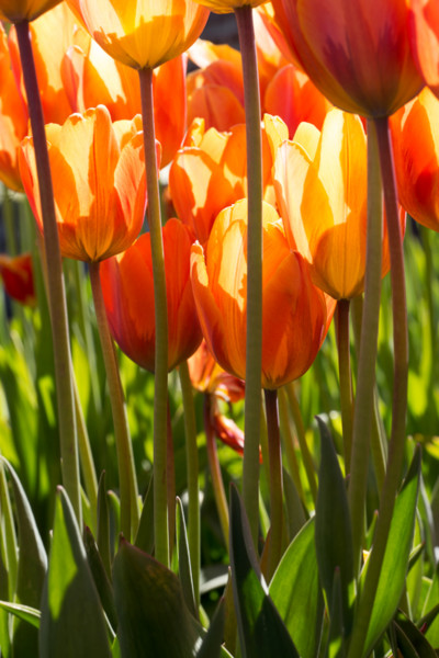 tulips-1