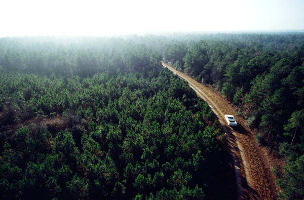 truckdrivingthrougheasttexasforest