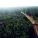 truckdrivingthrougheasttexasforest thumbnail