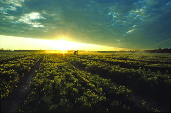 workerinfieldofpineseedlingswithirrigationatdawn