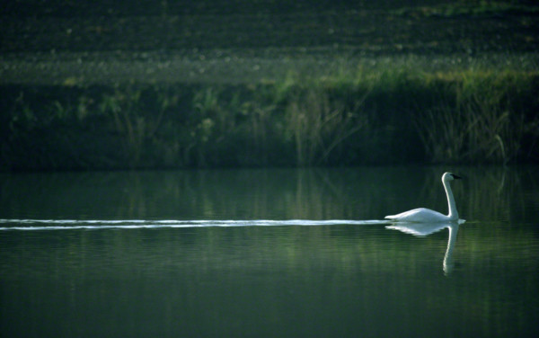 swanswimming