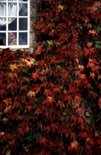 man looking out window surrounded by redleaves