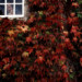 man looking out window surrounded by redleaves thumbnail