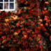 man looking out window surrounded by redleaves thumbnail