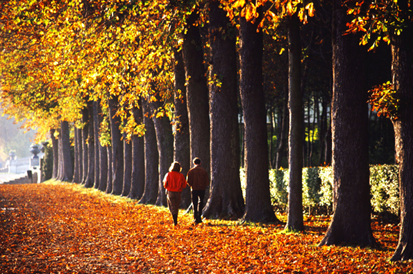 couple walking down tree line in France