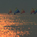 fivesailboatsonhorizonatsunset thumbnail