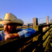 cowboy on fence thumbnail