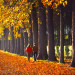 couple-walking-down-tree-line-in-France_DM thumbnail