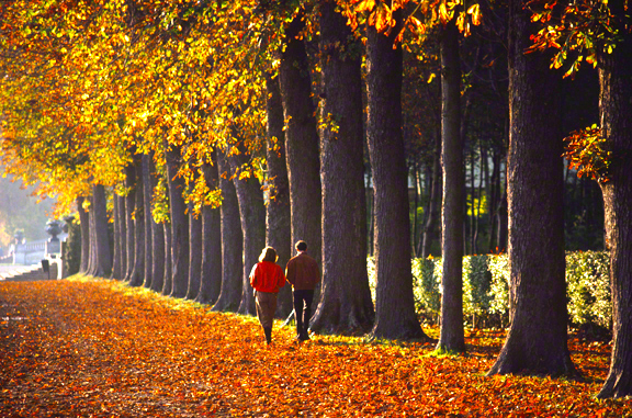 couple-walking-down-tree-line-in-France_DM