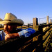 cowboy-on-fence4-600x403_DM thumbnail