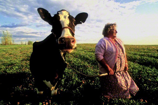 lady-with-the-cow-600x399_DM