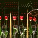 Tulips thumbnail