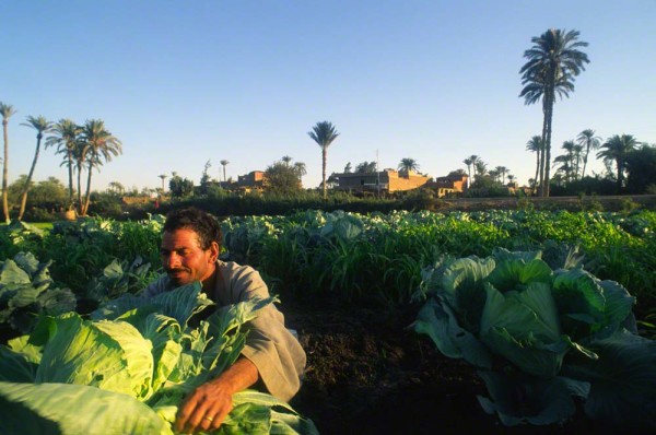 egyptianfarmerpickingcabbageDM