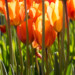 tulips-1 thumbnail