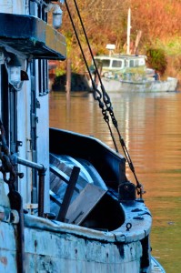 askjoebbonnieLamprey