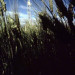 oilrigthroughwheatfield-404x600_DM thumbnail