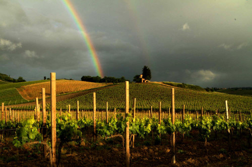 Shot at a vineyard in Chianti.