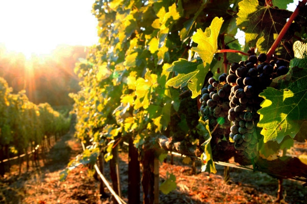 LZCakebread (1 of 5)