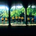 Image1 thumbnail