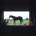 horsefrominsidebarn0544 thumbnail