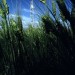 oilrigthroughwheat0103 thumbnail