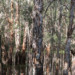 Paperbark-swamp_web-size thumbnail