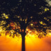 backlittreewithfog thumbnail
